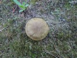 Entoloma lividoalbum image
