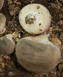 Lycoperdon purpurascens image