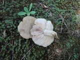 Entoloma lividoalbum image