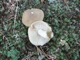 Entoloma lividoalbum image