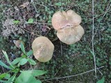 Entoloma lividoalbum image