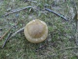 Entoloma lividoalbum image