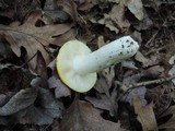 Russula claroflava image