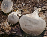Lycoperdon purpurascens image