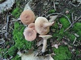 Lactarius tabidus image