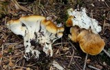 Bondarzewia occidentalis image