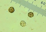 Bondarzewia occidentalis image