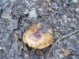 Russula sororia image