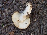 Russula sororia image