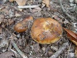 Russula sororia image