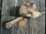 Amanita rhacopus image