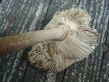 Amanita rhacopus image