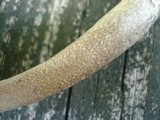 Amanita rhacopus image