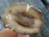 Amanita rhacopus image
