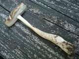 Amanita rhacopus image