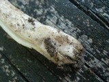 Amanita rhacopus image