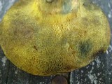 Boletus pallidoroseus image