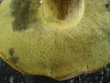 Boletus pallidoroseus image