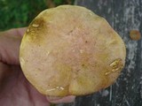 Boletus pallidoroseus image
