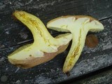 Boletus pallidoroseus image