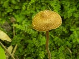 Inocybe calospora image