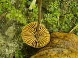 Inocybe calospora image
