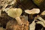 Lactarius quietus var. incanus image