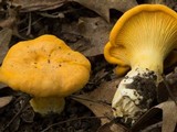 Cantharellus flavus image