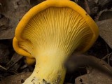 Cantharellus flavus image