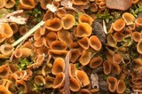 Tricharina gilva image