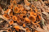 Tricharina gilva image