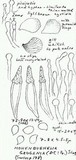 Hohenbuehelia petaloides image