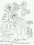 Pluteus plautus image