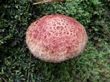 Suillus spraguei image