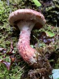 Suillus spraguei image