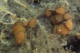 Sphaerosporella brunnea image