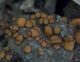 Sphaerosporella brunnea image