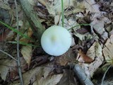 Amanita sect. Vaginatae image