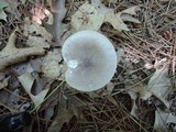 Amanita spreta image