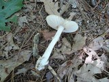 Amanita spreta image