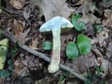 Caloboletus inedulis image