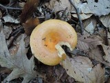 Lactarius croceus image