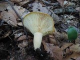 Lactarius croceus image