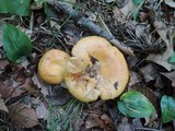 Lactarius croceus image