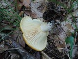 Lactarius croceus image