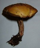 Suillus hirtellus image