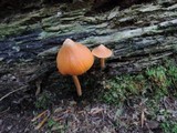 Entoloma quadratum image