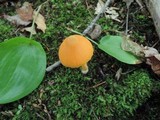 Entoloma quadratum image