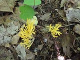 Clavulinopsis fusiformis image