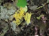 Clavulinopsis fusiformis image